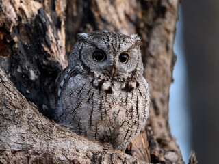 Eastern Screech Owl  Sitting in a Tree Hole in Early Spring, Portrait