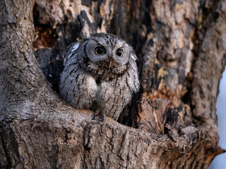 Eastern Screech Owl  Sitting in a Tree Hole in Early Spring, Portrait
