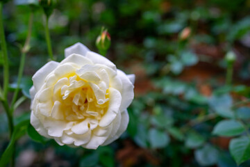 yellow rose