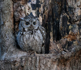 Eastern Screech Owl  Sitting in a Tree Hole in Early Spring, Portrait