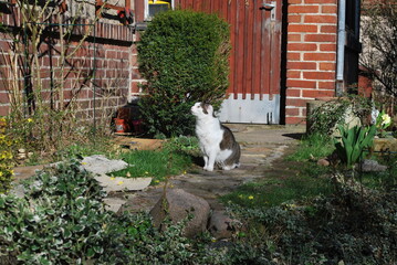 cat on the background of the building © TK_Office