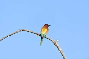 abrejarruco