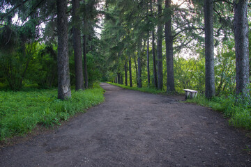 Obraz premium dirt road through a pine forest with benches