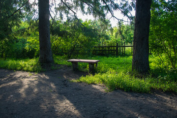 dirt road through a pine forest with benches
