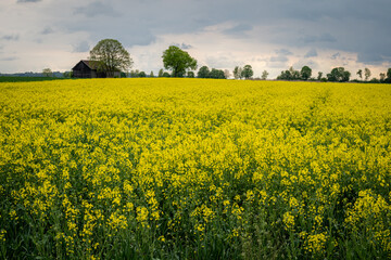 Wonderful panoramic view of agricultural field with blooming yellow rapeseed flowers and perfect blue sky. Field of rape in sunny day. spring landscape. harvest concept. Bayern Germany
