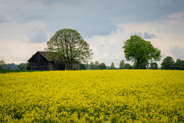 Wonderful panoramic view of agricultural field with blooming yellow rapeseed flowers and perfect blue sky. Field of rape in sunny day. spring landscape. harvest concept. Bayern Germany
