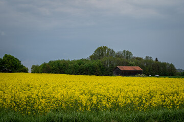 Wonderful panoramic view of agricultural field with blooming yellow rapeseed flowers and perfect blue sky. Field of rape in sunny day. spring landscape. harvest concept. Bayern Germany