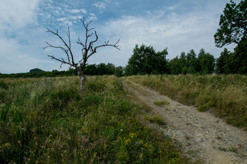 Obraz premium a dry lone tree along a dirt road, under a cloudy sky