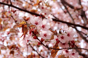 Sakura. Blooming Japanese cherry. Pink flowers. Fruit tree. Spring background with flowers.