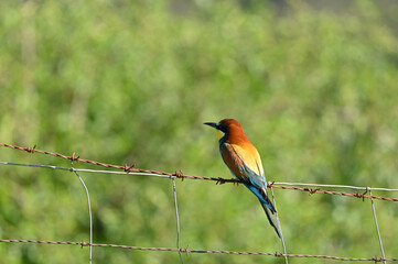 Ave de nombre abejarruco