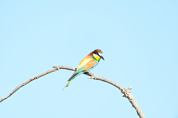 Ave de nombre abejarruco