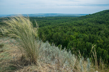 View of the mixed forest from the height, wildlife.