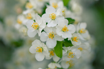 Bright white spring thorn flowers blooming in the city park