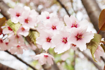 Sakura. Blooming Japanese cherry. Pink flowers. Fruit tree. Spring background with flowers.