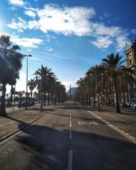palm trees on the street