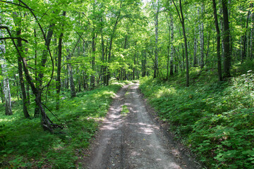 Obraz premium Dirt road through green dense rainforest. Russia