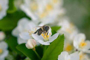 Close-up bee pollinating spring flowers in city park