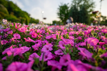field of flowers