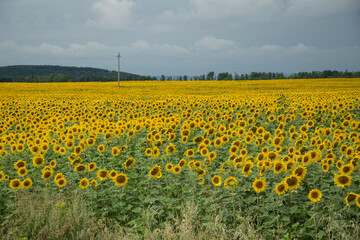 Obraz premium a field of blooming sunflowers