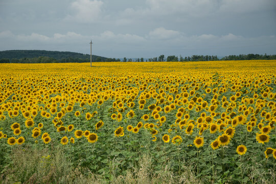 a field of blooming sunflowers