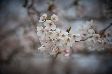 Cherry Blossoms