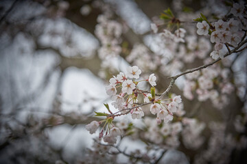 Fototapeta premium Cherry Blossoms