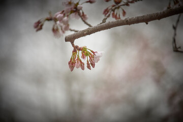 Cherry Blossoms