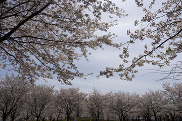 trees and sky