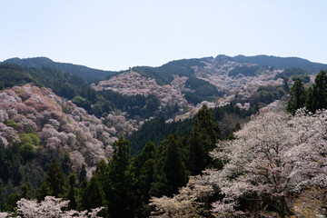 trees in the mountains