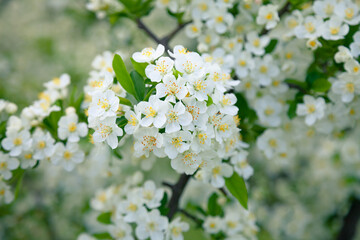 Bright white spring thorn flowers blooming in the city park