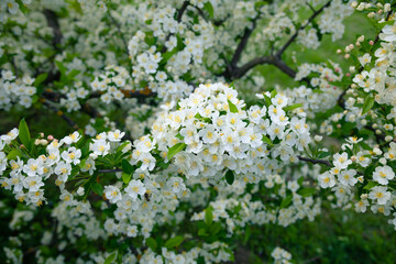 Bright white spring thorn flowers blooming in the city park
