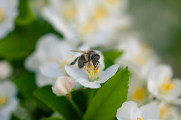 Close-up bee pollinating spring flowers in city park