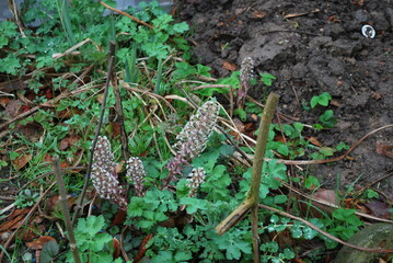 Petasites hybridus, the butterbur, flowers, leaves in the garden, plant atlas © TK_Office