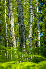 Three birches in the forest
