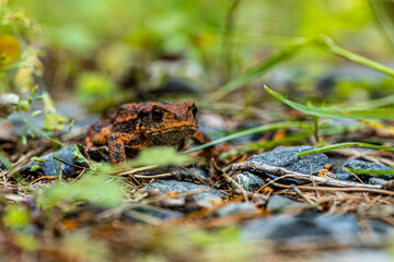 Frog on stones