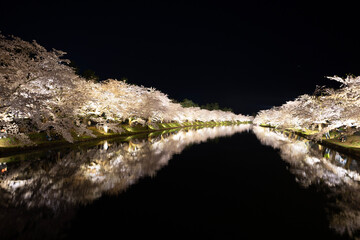 crocodile in the water