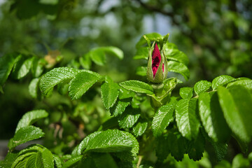 A flower bud of a dog rose close-up