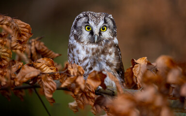 Eurasian pygmy owl on the branch