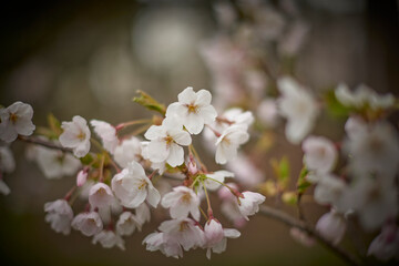 Cherry Blossom