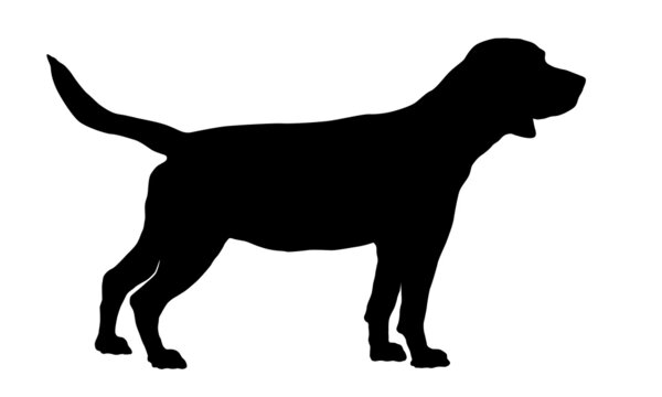 Standing english beagle. Black dog silhouette. Pet animals. Isolated on a white background.