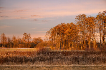 Beautiful, leafless trees, lit by the winter sunset, creating ornage glow in the branches near the village of Drnek, Croatia