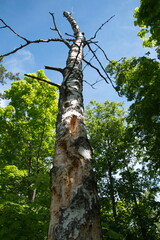 Fototapeta premium an old rotten birch tree in a summer forest