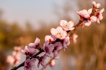 Beautiful spring season arriving with cherry trees blossoming in the Zagreb city, Croatia when nature wakes from the winter season