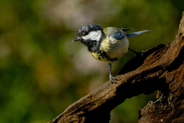 Koolmees - Great tit