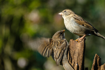 Huismus - House Sparrow
