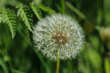 dandelion on green background. Fluffy dandelion seed head closeup in spring