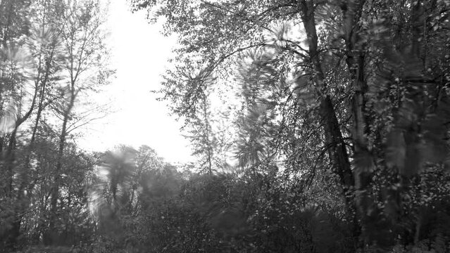 Storm, rain,trees