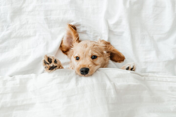 english cocker spaniel puppy lying down on a bed. Funny moments from the life of a dog pet