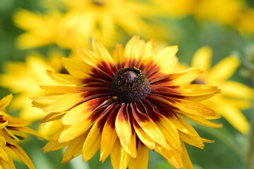 Close up, yellow flowers of the Aster family.