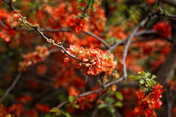 blooming quince bush